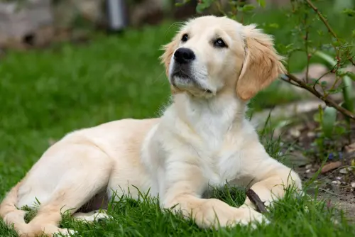Catanzaro, arriva Asso dopo l’avvelenamento dei cani da pet therapy