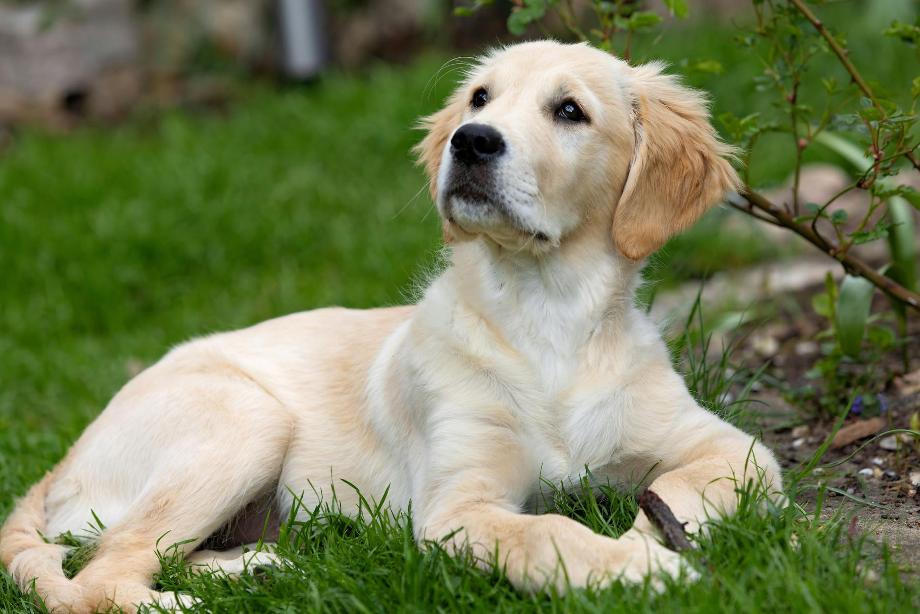 Catanzaro, arriva Asso dopo l’avvelenamento dei cani da pet therapy