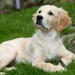 Catanzaro, arriva Asso dopo l’avvelenamento dei cani da pet therapy