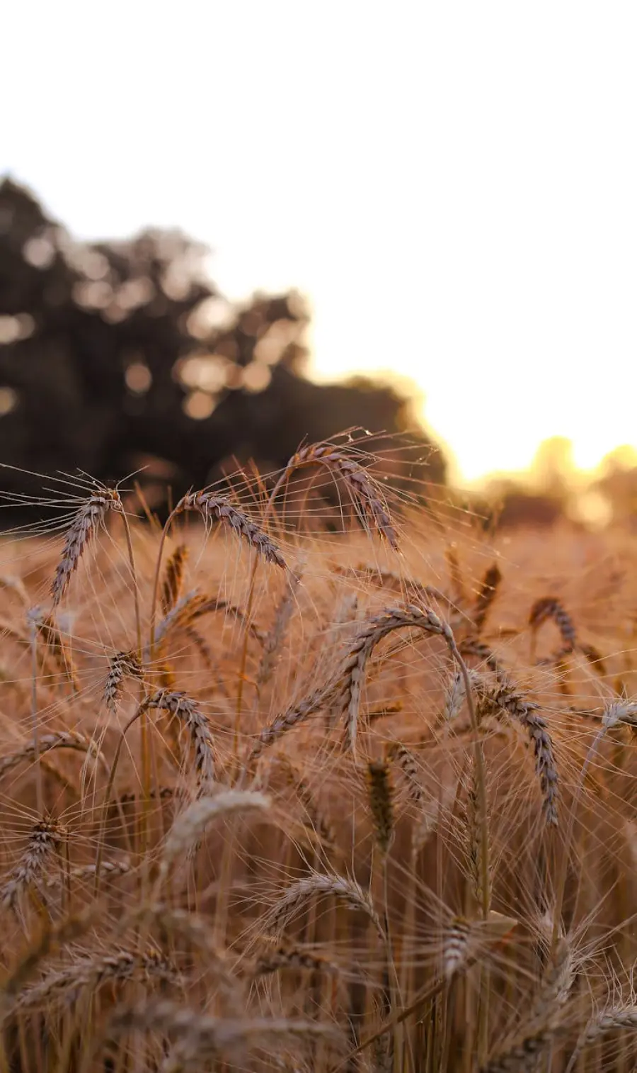 Calabria, al Durum Days il futuro del grano duro del Mezzogiorno