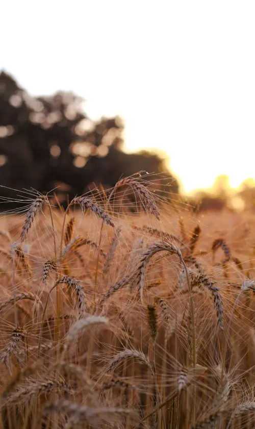 Calabria, al Durum Days il futuro del grano duro del Mezzogiorno