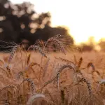 Calabria, al Durum Days il futuro del grano duro del Mezzogiorno