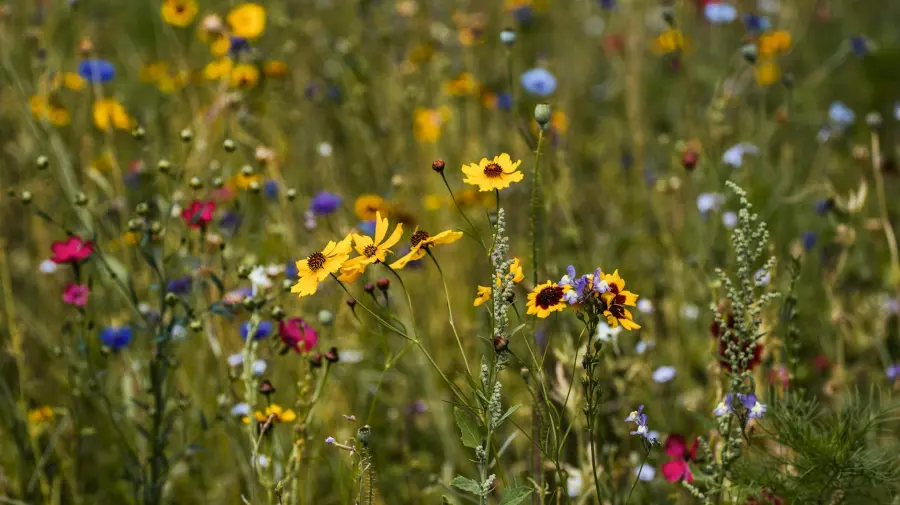 Gioia Tauro, giornata ARSAC sulla biodiversità agricola