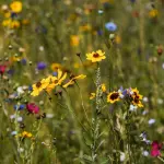 Gioia Tauro, giornata ARSAC sulla biodiversità agricola