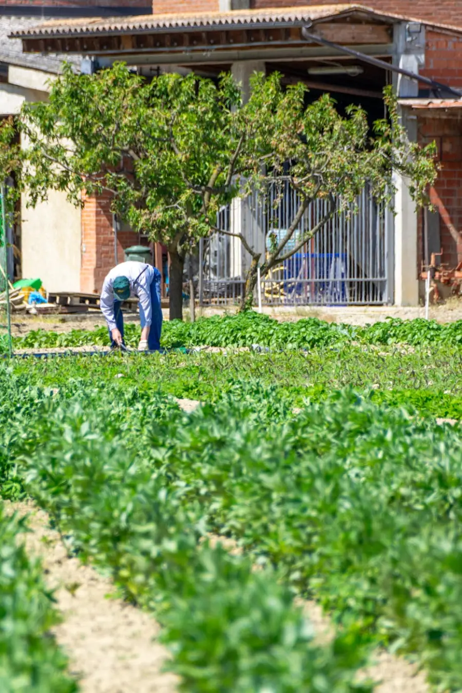 Agroenergia in Calabria, biomasse per filiere locali