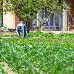 Agroenergia in Calabria, biomasse per filiere locali