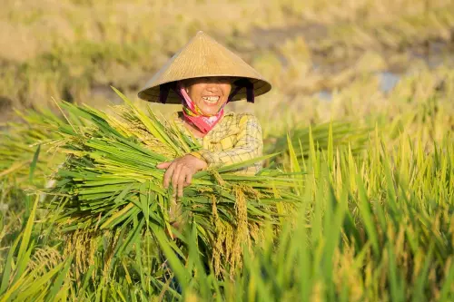 Riso europeo sotto pressione: dal Forum dei Paesi produttori l’appello a rivedere le regole commerciali