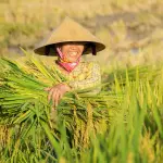 Riso europeo sotto pressione: dal Forum dei Paesi produttori l’appello a rivedere le regole commerciali