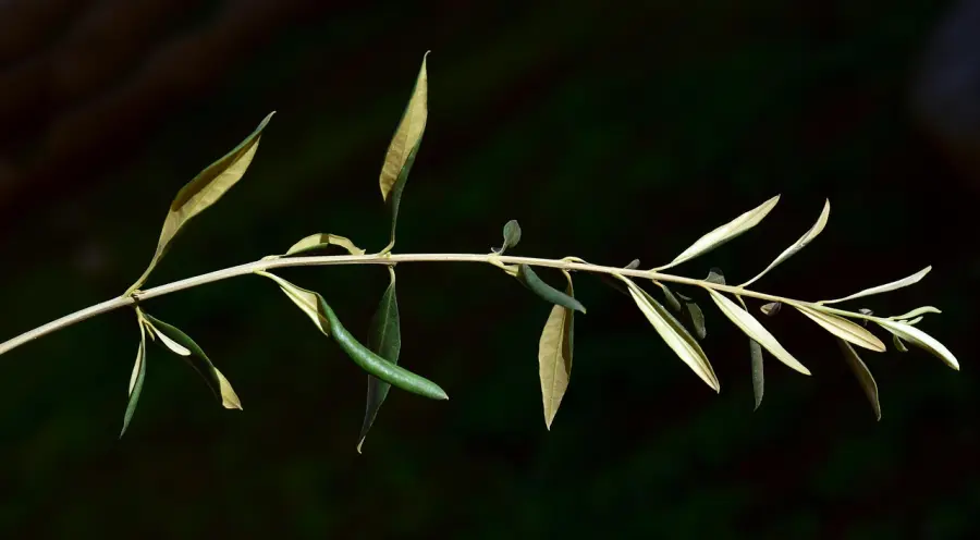 Pensionati e pace: l’Anp-Cia richiama il valore costituzionale e chiede più diplomazia