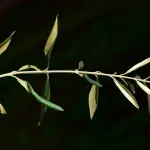 Pensionati e pace: l’Anp-Cia richiama il valore costituzionale e chiede più diplomazia