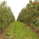 Agricoltura in Calabria, fabbisogno in freddo: andamento della stagione 2025-2026