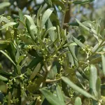 Calabria, gli extravergini conquistano la Guida Slow Food 2026