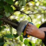 Decollatura, approvata la graduatoria definitiva per l’assunzione di un addetto alla manutenzione del verde