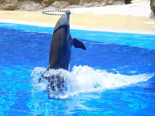 Parchi marini calabresi, la Regione rafforza il dialogo con l’Europa sulla tutela del mare