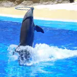 Parchi marini calabresi, la Regione rafforza il dialogo con l’Europa sulla tutela del mare