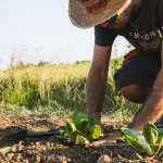 Agia-Cia, Matteo Pagliarani eletto presidente: i giovani rilanciano il futuro dell’agricoltura